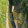 Plants: image 12 Of 131 Thumb